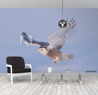 Picture of Snowy owl Bubo scandiacus isolated on a blue background flies low hunting over an open snowy field in Canada